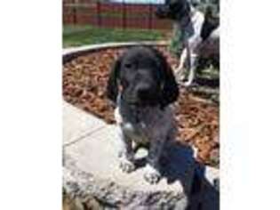 German Shorthaired Pointer Puppy for sale in Eagle, ID, USA