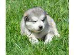 Alaskan Malamute Puppy for sale in Lagrange, IN, USA