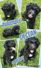 Labradoodle Puppy for sale in Saginaw, MI, USA