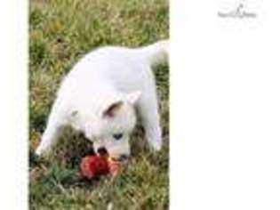 Siberian Husky Puppy for sale in Bakersfield, CA, USA