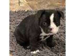 French Bulldog Puppy for sale in Farmington, NM, USA