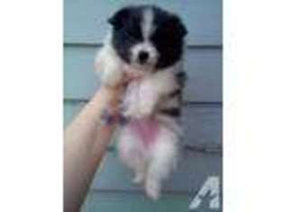 Pomeranian Puppy for sale in FOWLER, IN, USA