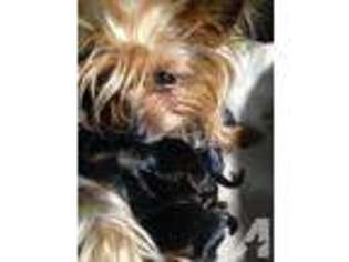 Yorkshire Terrier Puppy for sale in VERNONIA, OR, USA
