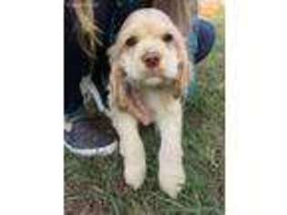 Cocker Spaniel Puppy for sale in Pickens, SC, USA