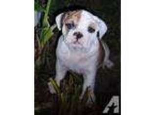 Bulldog Puppy for sale in LOUISVILLE, OH, USA