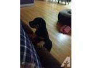 Rottweiler Puppy for sale in FAIRFIELD, CA, USA
