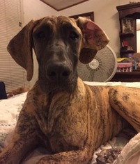 Great Dane Puppy for sale in New Caney, TX, USA