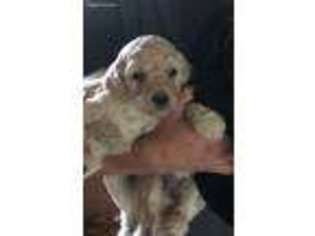 Goldendoodle Puppy for sale in Robbinsville, NC, USA