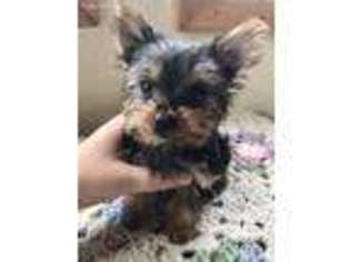 Yorkshire Terrier Puppy for sale in Viola, WI, USA