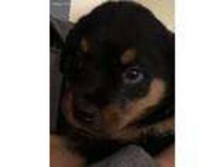 Rottweiler Puppy for sale in Holly, MI, USA