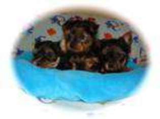 Yorkshire Terrier Puppy for sale in CENTER CITY, MN, USA