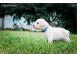 Labrador Retriever Puppy for sale in Payson, UT, USA