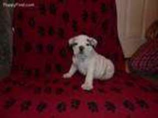 Bulldog Puppy for sale in Inola, OK, USA