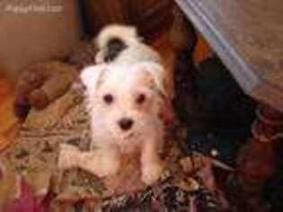 Schnoodle (Standard) Puppy for sale in Vernon, NJ, USA