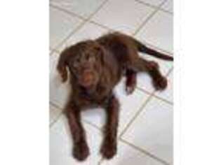 Labradoodle Puppy for sale in Grayson, GA, USA