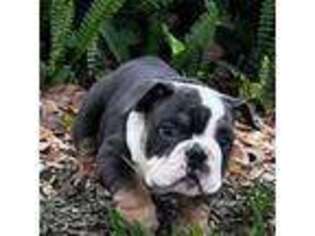 Bulldog Puppy for sale in Lakeland, FL, USA