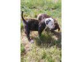 American Bulldog Puppy for sale in Shelton, WA, USA