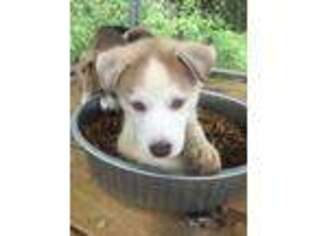 Siberian Husky Puppy for sale in Trenton, FL, USA