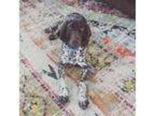 German Shorthaired Pointer Puppy for sale in Cleveland, TN, USA