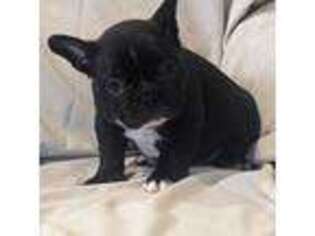 French Bulldog Puppy for sale in Clementon, NJ, USA