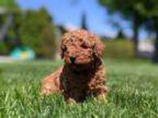 Goldendoodle Puppy for sale in Lebanon, PA, USA