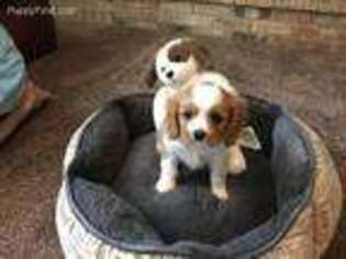Cavalier King Charles Spaniel Puppy for sale in Opelika, AL, USA