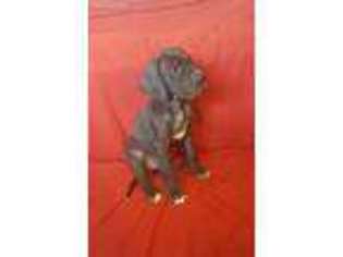 Great Dane Puppy for sale in Florence, MO, USA