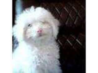 Maltese Puppy for sale in Canton, MI, USA
