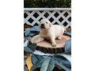 Golden Retriever Puppy for sale in Mifflinburg, PA, USA