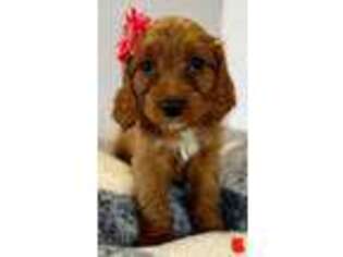 Cavapoo Puppy for sale in Goshen, UT, USA