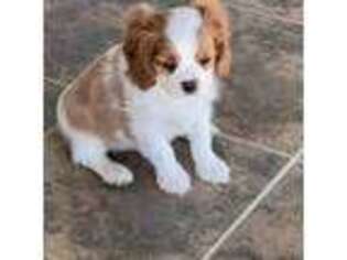 Cavalier King Charles Spaniel Puppy for sale in Beaumont, CA, USA
