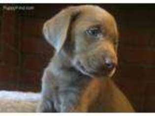 Labrador Retriever Puppy for sale in Spring, TX, USA