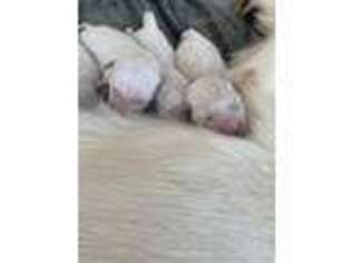 Mutt Puppy for sale in Demotte, IN, USA