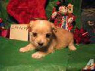 Yorkshire Terrier Puppy for sale in RYDAL, GA, USA