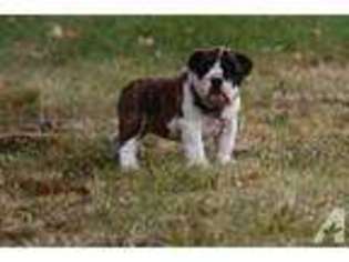 Bulldog Puppy for sale in DE SOTO, MO, USA