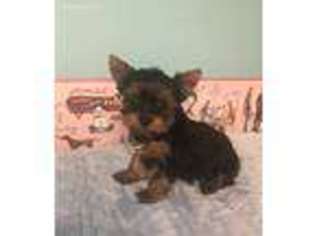 Yorkshire Terrier Puppy for sale in Mc Connellsburg, PA, USA
