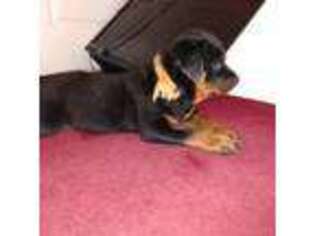 Rottweiler Puppy for sale in Richmond, CA, USA