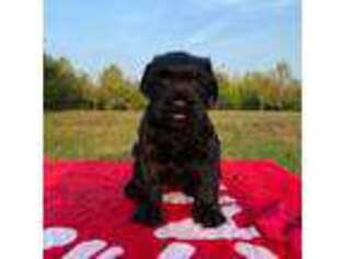 Black Russian Terrier Puppy for sale in Anadarko, OK, USA