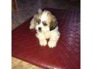 Mutt Puppy for sale in BLOOMFIELD, CT, USA