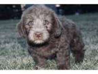 Labradoodle Puppy for sale in Millersburg, IN, USA