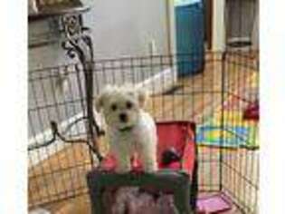 Maltese Puppy for sale in Naugatuck, CT, USA