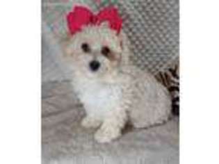 Maltese Puppy for sale in Childress, TX, USA