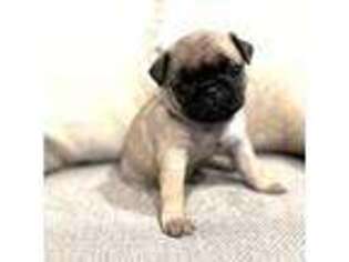 Pug Puppy for sale in Lakewood, WA, USA