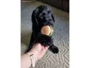 Labradoodle Puppy for sale in New Castle, IN, USA