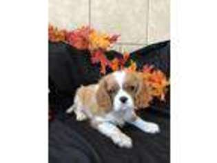 Cavalier King Charles Spaniel Puppy for sale in Houston, MO, USA