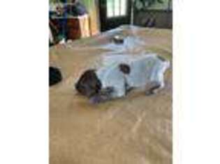 German Shorthaired Pointer Puppy for sale in Harlan, IN, USA
