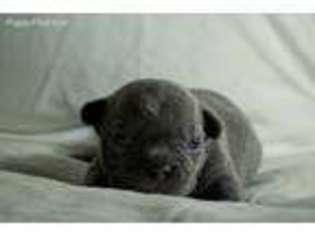 French Bulldog Puppy for sale in Mountlake Terrace, WA, USA