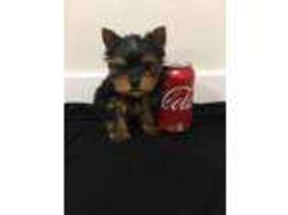 Yorkshire Terrier Puppy for sale in North Hills, CA, USA