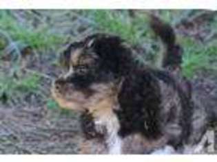 Mutt Puppy for sale in WEST LINN, OR, USA