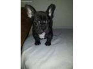 French Bulldog Puppy for sale in Lucerne Valley, CA, USA